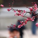 삼소굴