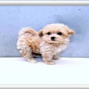 멍멍왈왈 이미지