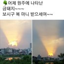 금돼지 이미지