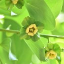 09월 26일/탄생화.. 감 이미지