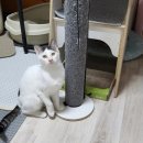 흰둥이네 이미지