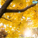 이번 가을, 꼭 가봐야 할 전남의 은행나무 명소 BEST 5 이미지