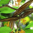 나무대팻밥꽃 [wood shaving flower (Strophanthus boivinii)] 이미지