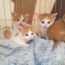 펫영양사 이미지