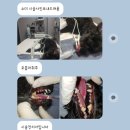 신한동물병원 앞 | 대구 침산동 신한동물병원 6살 강아지 스케일링 후기