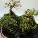 분재전시회 이미지