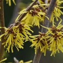 today’s flower study - witch’s hazel [12] 이미지