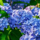 6월 수국축제 추천지 (가볼만한 장소, 일정, 후기)