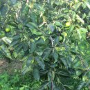 장성농원 이미지