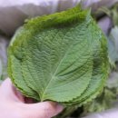 축령산깻잎 | 제목없음[축령산깻잎 배송후기]깻잎장아찌, 깻잎떡볶이 만들어먹기