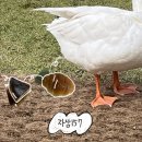 푸드닥 | 가평 북한강뷰 거위와 오리가 있는 소금빵 맛집 자잠157