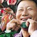풀피리(草笛) 이미지