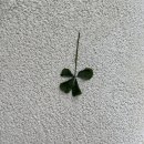 담양클로버 이미지