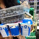 Honest Gym 어니스트짐 | 24년 6월 5~10일 바르셀로나1(twojeys, 어니스트그린, 타파스 꿀대구 맛집)