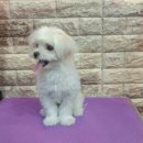 쭈니쭈니 펫살롱 이미지