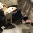 독특하개 이미지