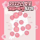 2022년 전국 벚꽃 개화예정 시기 ♥︎ 이미지