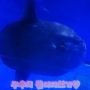 아쿠아플라넷 제주 이미지