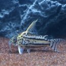 한라슈퍼 이미지