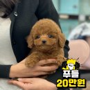 강아지책임분양 20만원~ 추가금XX [ 요크셔테리어 치와와 치와숑 포메라니안 미니비숑 말티푸 아이쥐 미니말티푸 ] 이미지