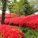 서호꽃뫼(2) 이미지