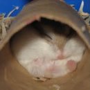 가야가축약품 이미지