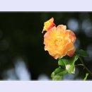 곡성-059 이미지