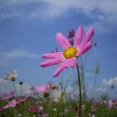 코스모스 이미지