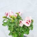화분나라 이미지