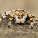 049. 사약(死藥)인가? 사약(賜藥)인가? 上 이미지