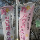 이번주 축제하는 부천 원미산 진달래꽃 입니다. 이미지