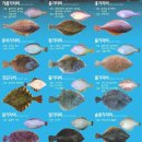 동광호배낚시
