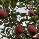 자운농장 이미지