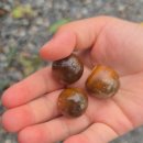 서산식당 | [서산/이포네식당] 서산 음식점 맛집 후기