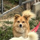 사랑스럽댕 이미지