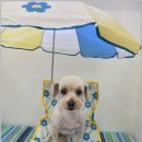 링크애견샵 이미지