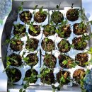 희망씨앗농장 | 땅콩 정식 시기와 심는 방법 총정리 | 자가육묘 후 텃밭에 땅콩 심기 후기