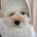 하이댕댕 이미지