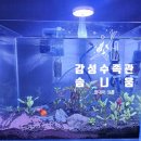 일산 고양 스타필드 근처 감성 수족관 솜니움에서 감성어항 데려온 후기