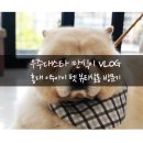 아이펫살롱 이미지