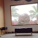 훈식 | 제주도 동백꽃명소 추천 훈식이네동백꽃밭 훈식이네동백밭 방문후기