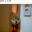 엄마밥도 이미지