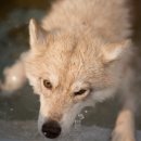 플라잉독 이미지