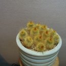 라벤더힐 이미지