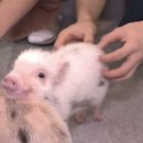 나는감정없는사이코패스라그런가이런거보면미동도안함오히려웃음이나온달까?