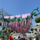 (주)가장 | 여의도 벚꽃 만개!! 2025 영등포 여의도 봄꽃축제 실시간 후기! 이번 주 꼭 다녀오세요!!!