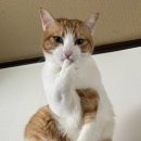 (주)하와이여행