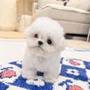 타이니펫 송파헬리오시티점 이미지