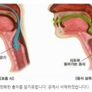 기도와 식도 이미지