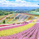 꽃길 Daum카페